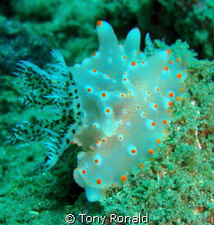 Cool Nudibranch by Tony Ronald 